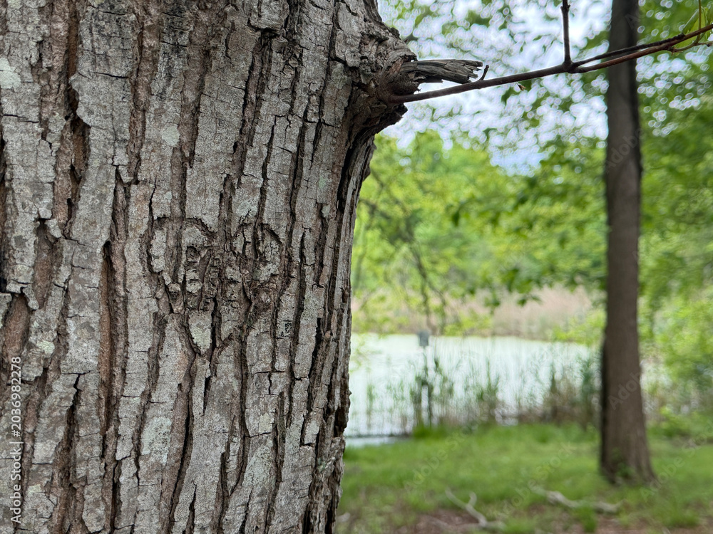 Obraz premium NY SH Tree Trunk Heart 2025