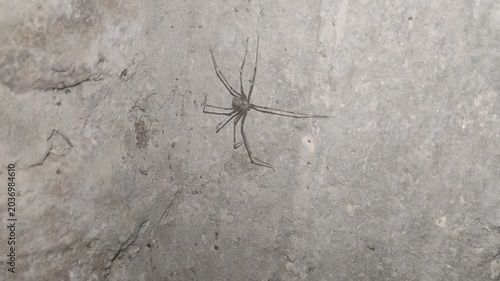 Long-Legged Spider Crawling on Grey Concrete Wall Macro for Nature and Wildlife Concept