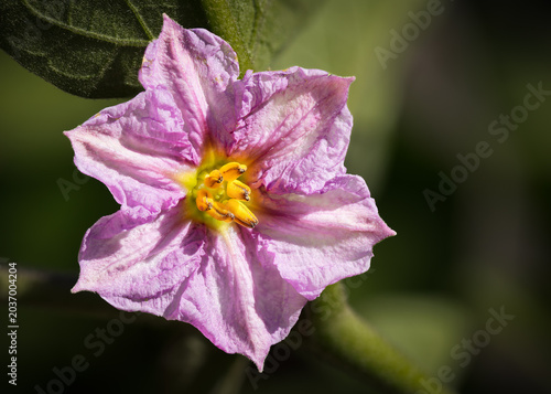 Фотография A violet and purple eggplant or aubergine flower with a yellow centre and a star-like shape, is part of the nightshade family and is seen here in a garden on the Gold Coast in Queensland, Australia
