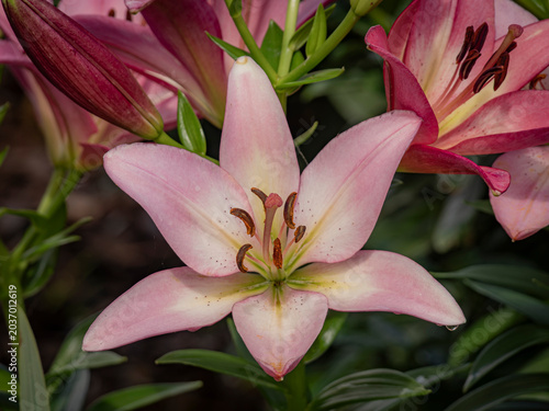 Bilde på lerret Close up macro photograph of a blooming pink and white asiatic lily flower with