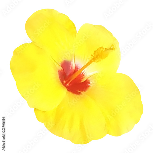 yellow hibiscus flower isolated on white background