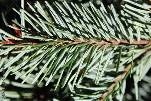 christmas tree branches