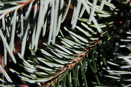 christmas tree branches