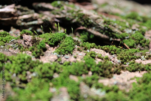 Lush forest moss texture closeup. Natural organic green background