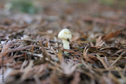 mushroom in the forest