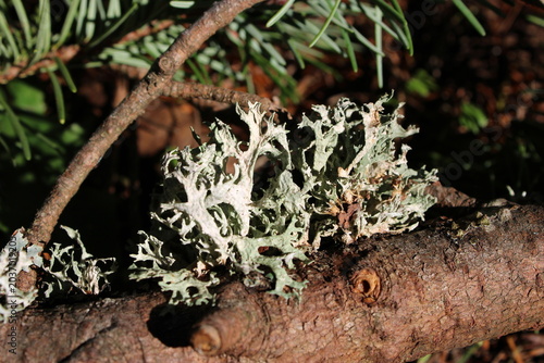 moss on tree