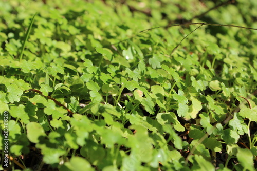green grass background