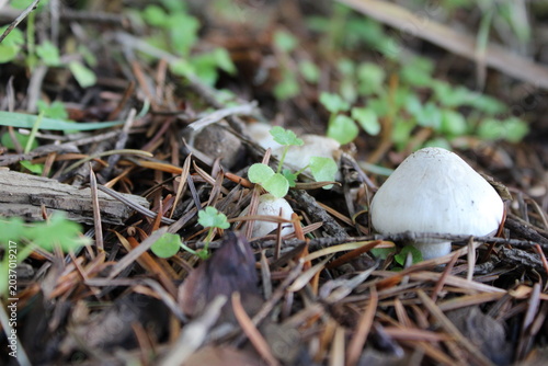 mushrooms in the forest