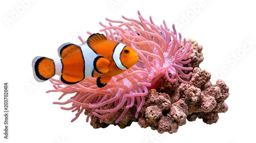 Konstfotografi Clownfish swimming near pink sea anemone on transparent background PNG file