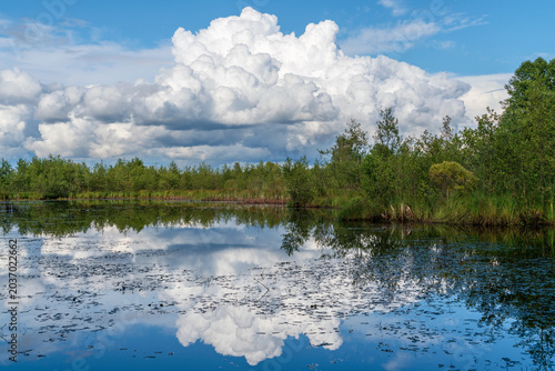 Bild auf Leinwand Sestroretskoye Boloto (Sestroretsk swamp) State Nature Reserve on a sunny summer