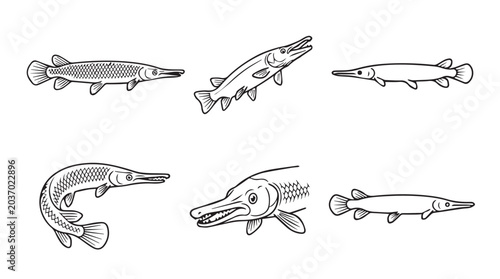 Gar fish vector line art illustration set with predator freshwater wildlife illustration ichthyology underwater collection creature swimming decorative artistic isolated primitive