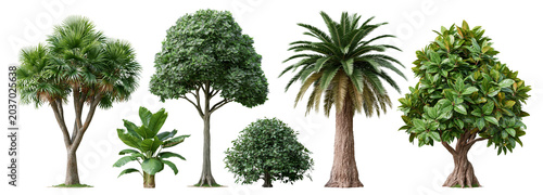 Diverse trees on transparent background for nature illustrations and designs