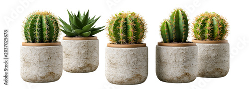 Cacti and succulents in pots studio setting photo with transparent background