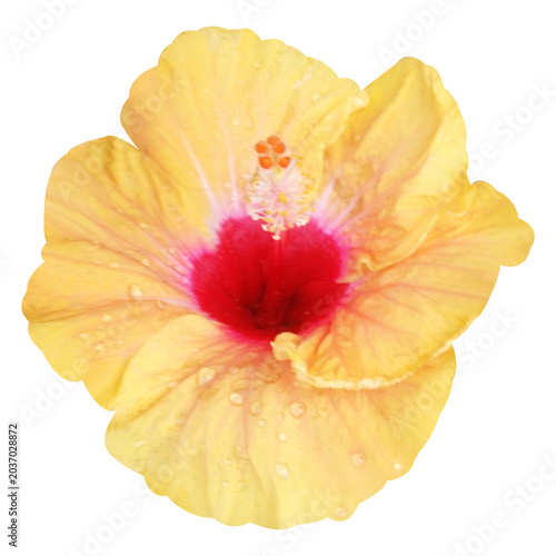 Hibiscus flower isolated on white background