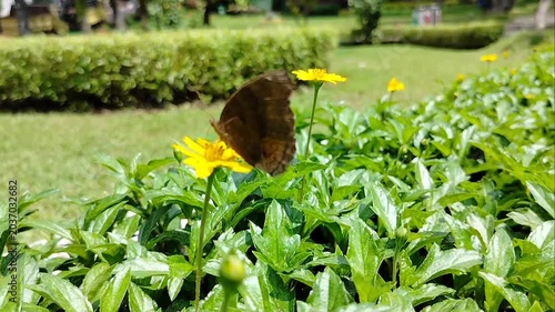 Butterfly perched on a yellow flower with damaged wings