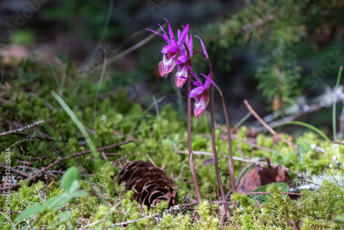 Obraz na plátně Pretty purple flowers in the forest