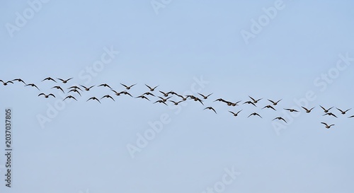 Large flock of migratory birds flying in formation across the sky