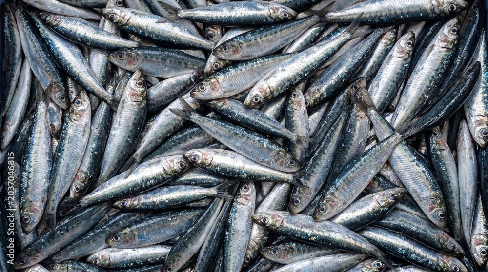 Fototapeta premium A dense pile of fresh silver sardines with blue and grey tones filling the frame showcasing their scales and fins