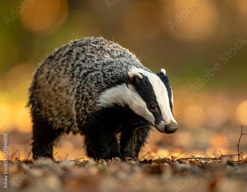 Badger in autumn forest environment wildlife.