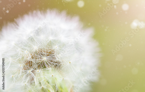 Canvas Print dandelion close-up on a defocused background