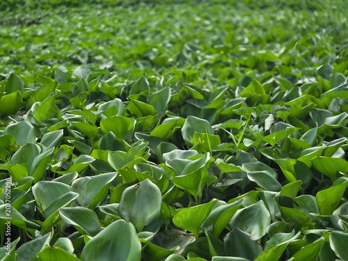 Fotografie Full frame of lush green water hyacinth leaves growing densely on the water surface