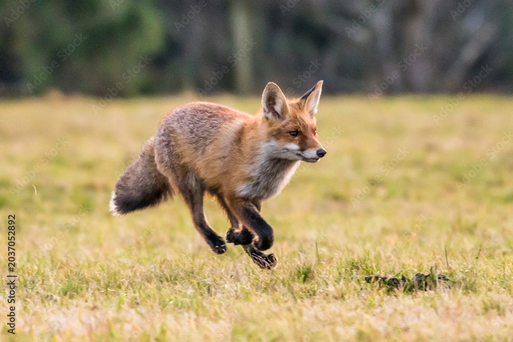 Fototapeta premium Cute Red Fox, Vulpes vulpes in fall forest. Beautiful animal in the nature habitat. Wildlife scene from the wild nature. Red fox running in orange autumn leaves