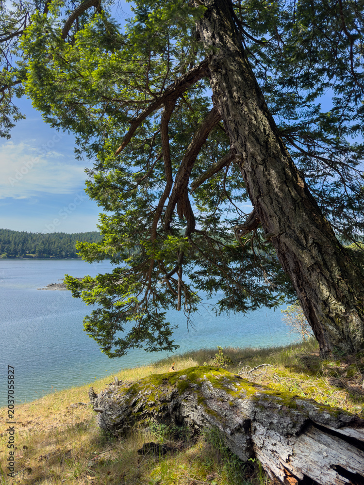 Fototapeta premium Pine tree at the edge of a tranquil bay