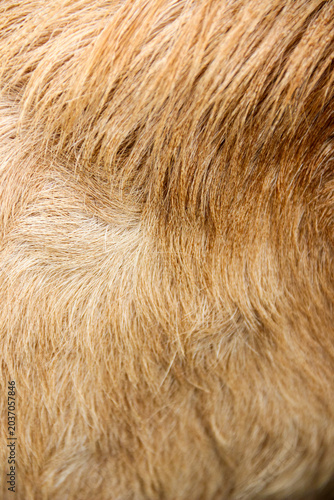 Bild auf Leinwand Close Up of Goat Fur Texture Background