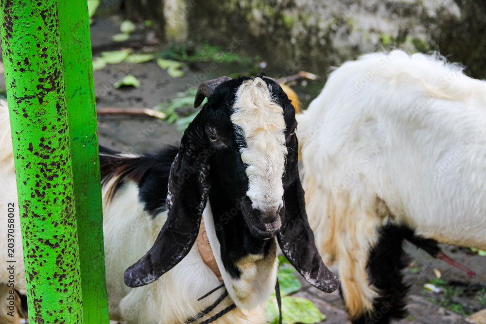 Fototapeta premium Black and White Goat with Long Ears Standing Outdoors in Rural Farm Setting