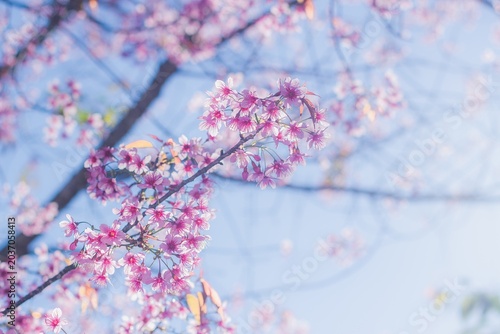 Foto Spring cherry blossom viewing outdoor park photography vibrant nature close-up
