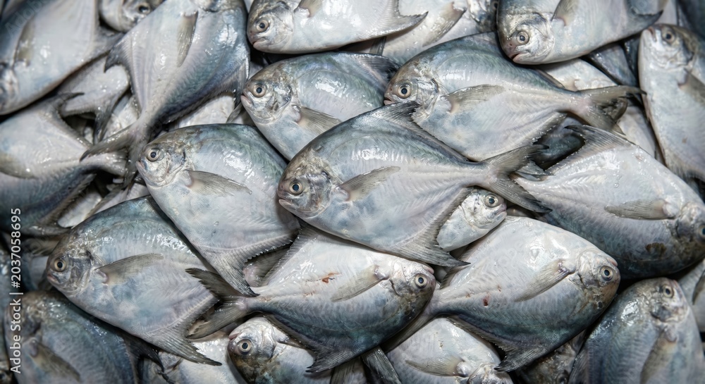 Obraz premium A large pile of fresh silver pomfret fish with detailed scales and fins glistening under natural light