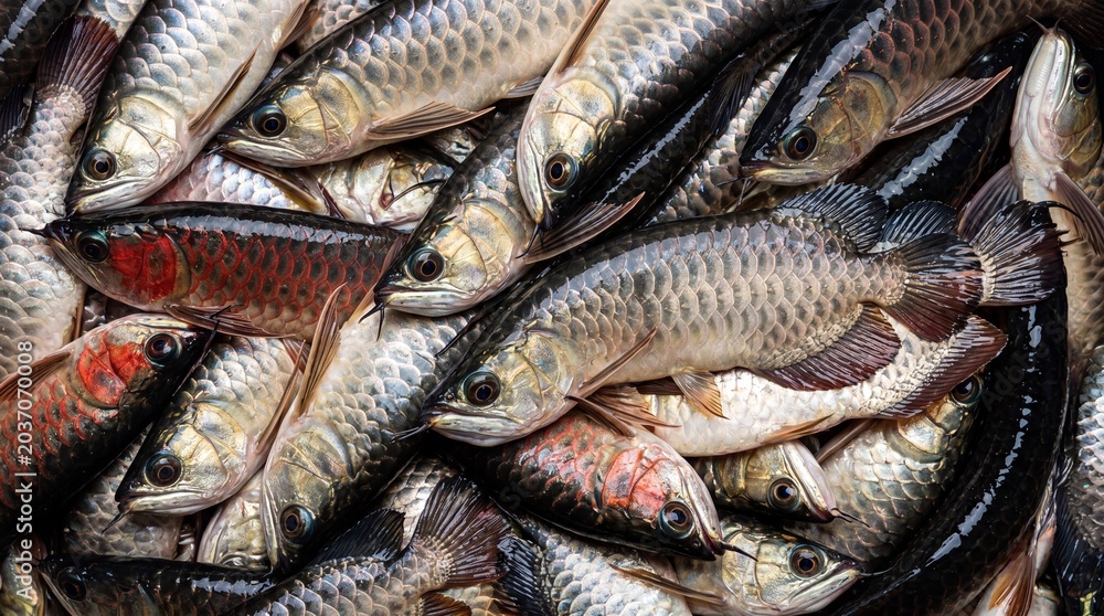 Obraz premium Close up overhead view of a pile of freshly caught silver and dark scaled fish with red accents and visible fins and eyes