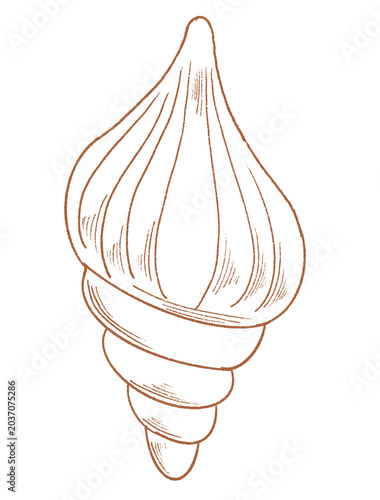 Delicate Conch Shell Line Drawing