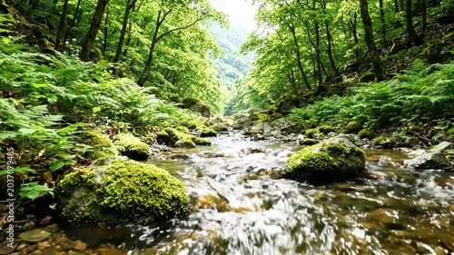 Serene Forest Stream South Korea summer vacation