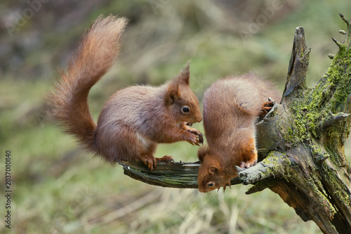 Εκτύπωση καμβά a close up of two red squirrels, Sciurus vulgaris, playing on an old tree stump