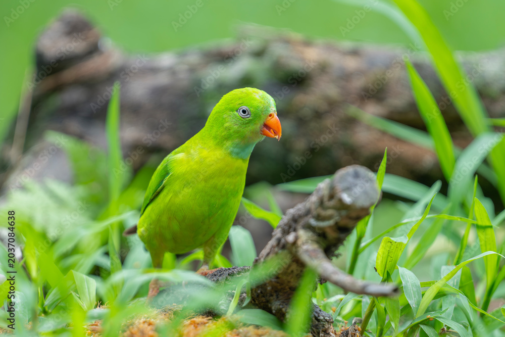 Fototapeta premium Portrait of a beautiful parrot in a park in Ho Chi Minh City, Vietnam.