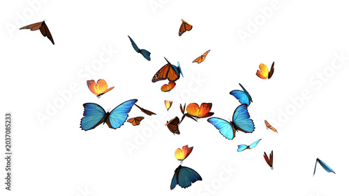 Colorful Flying Butterflies Swarm Isolated on White Background