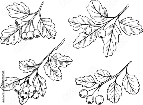 Fotografía Hand-drawn black and white hawthorn branches with berries white background berry