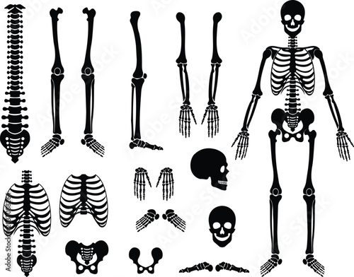Human skeleton icon set collection group isolated on transparent background in black and fat style, anatomy bones illustration, skull rib cage spine pelvis arm leg foot medical vector bundle design