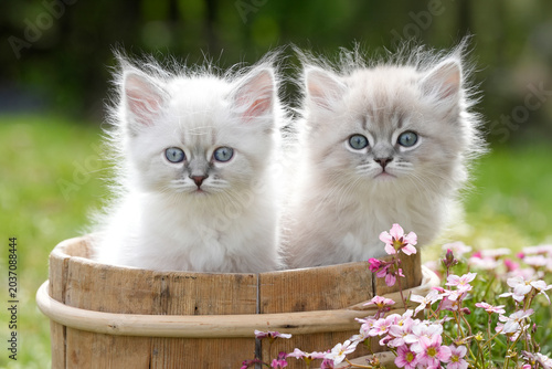 Two Neva Masquerade Kittens Blue Eyes Wooden Barrel Pink Flowers — Adorable Siberian Cat Siblings Togetherness Spring Nature Portrait Norway