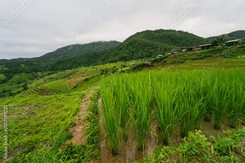 ecology travel with camping outdoor relax in rice field at chiangmai thailand in raining season