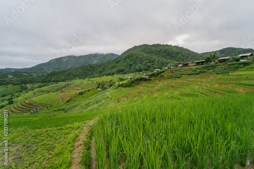 ecology travel with camping outdoor relax in rice field at chiangmai thailand in raining season
