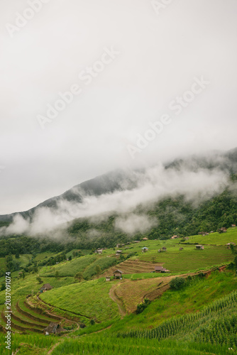 ecology travel with camping outdoor relax in rice field at chiangmai thailand in raining season