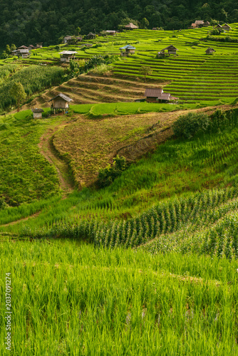 ecology travel with camping outdoor relax in rice field at chiangmai thailand in raining season