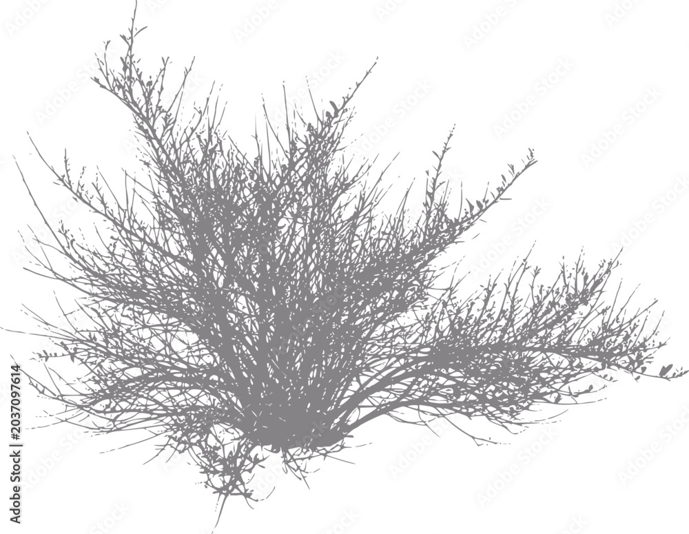 Fototapeta premium Silhouette of a dense, bare bush with intricate branches against a white background