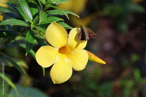 A small brown skipper butterfly resting on a bright yellow Allamanda flower in a sunlit garden