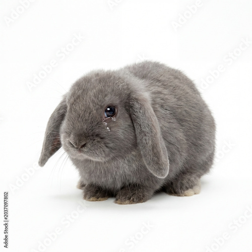 Gray Lop-Eared Rabbit Sitting Isolated on White Background
