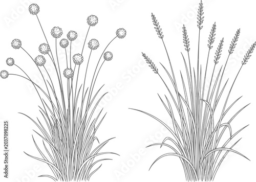 Foto Two types of grasses round flower heads and seeded stalks