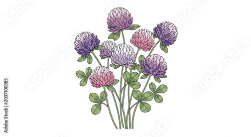 Purple and Pink Clover Flowers on White Background.