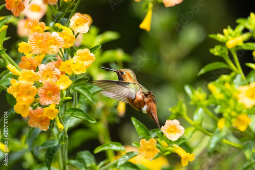 Allen's hummingbird flying next to flower 